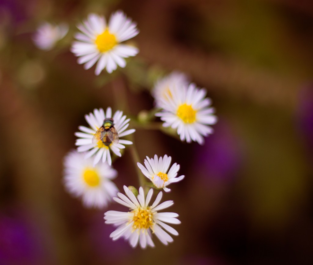 Volunteer as a&nbsp;photographer!