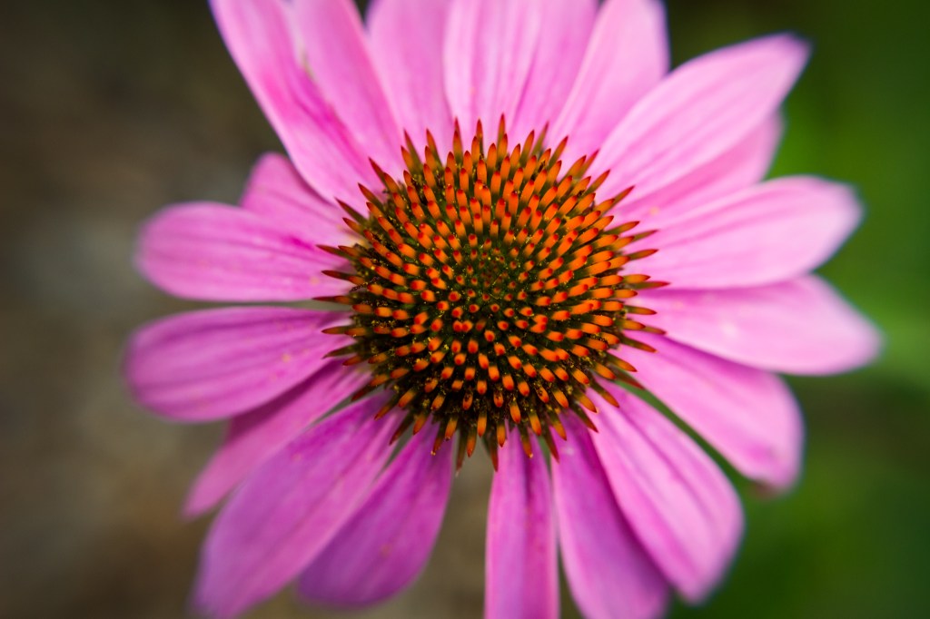 FREE Mini Flower Photography&nbsp;Guide