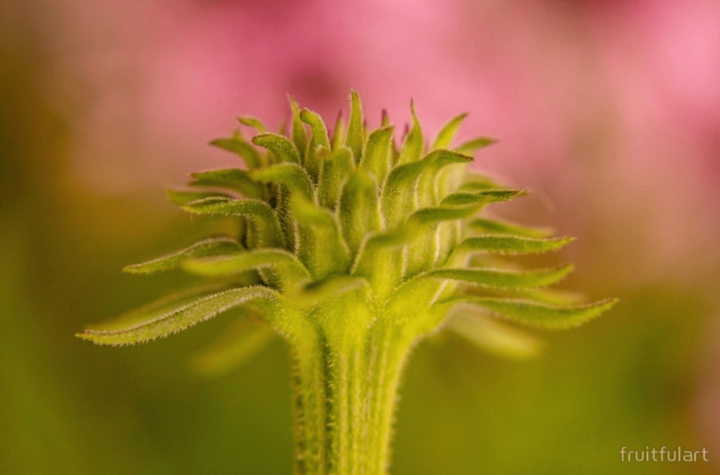 Up Close and&nbsp;Whimsical